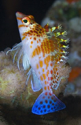 Hawkfish that didn't scamper away before I got his profile. by Larissa Roorda 